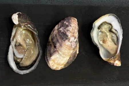 устрица муроцу 2