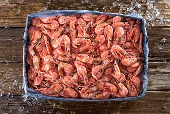 Креветка северная, 60/80