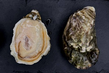 Устрица живая Касабланка № 3 (70-75) 