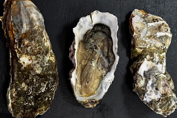 Устрица живая Императорская S (60-100)