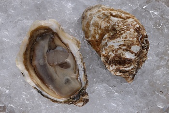 Устрица живая Люмьер