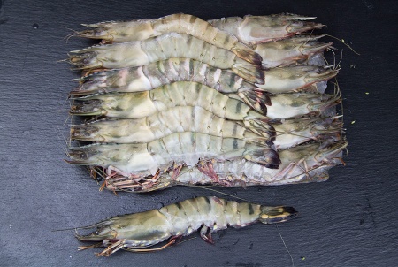 Креветка тигровая 13 3