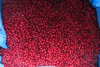 Клюква дикорастущая, 10 кг