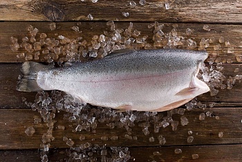Форель морская, потрошеная, без головы