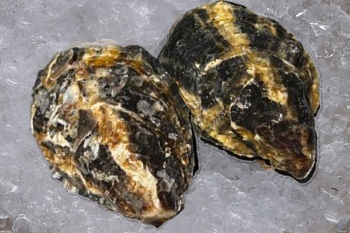 Устрица живая Стелла Марис №4 (40-60)