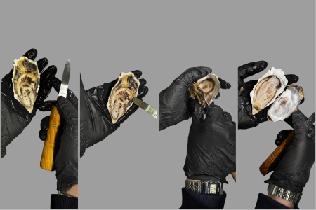 устрица муроцу 2