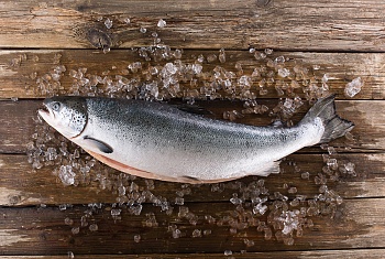 Лосось/сёмга, потрошеный 8-9 кг