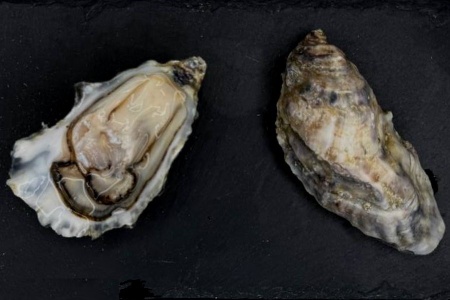 устрица розовая джоли 3