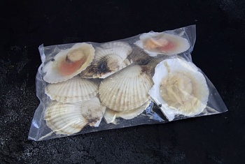 Гребешок морской, на полустворке, с икрой, 24/26
